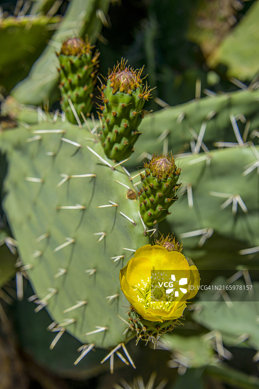 阿斯马拉的意大利公墓，厄立特里亚，非洲图片素材