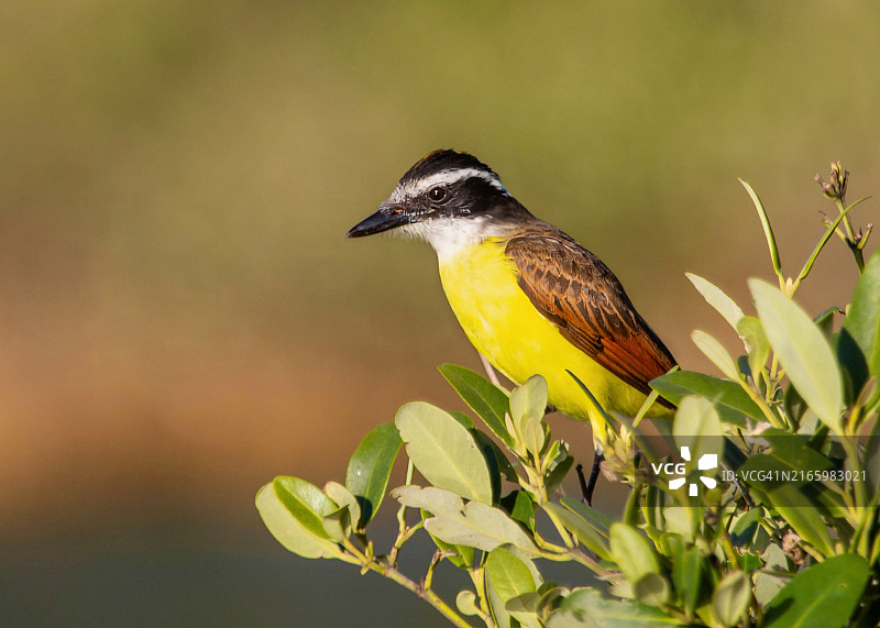 棕榈雀，中美洲、南美洲、百慕大、大西洋、北美洲常见的雀形鸟图片素材