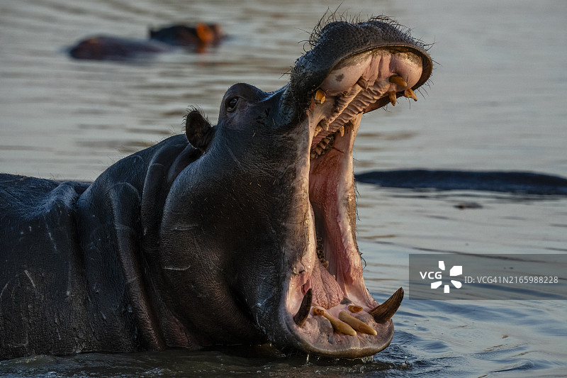 非洲博茨瓦纳奥卡万戈三角洲奎河中的河马图片素材