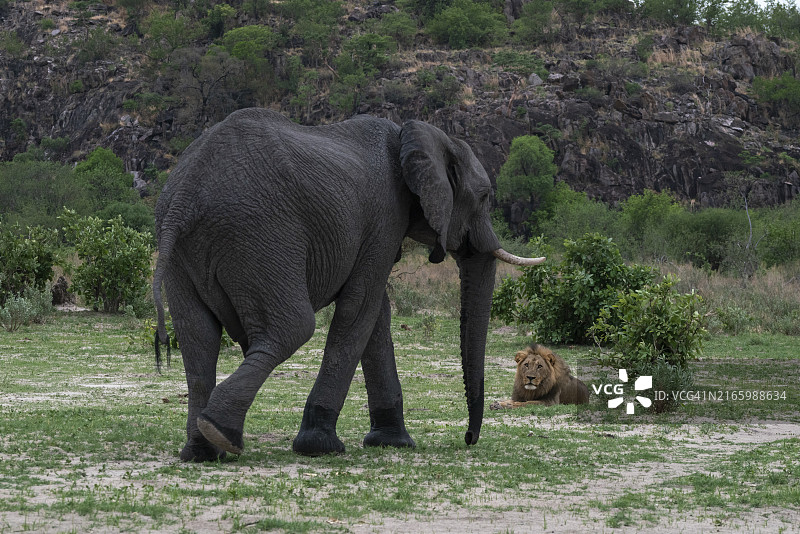 一头非洲象（Loxodonta africana）赶走了一只沿着它的路线休息的狮子（Panthera leo），地点位于非洲博茨瓦纳乔贝国家公园的萨武蒂图片素材