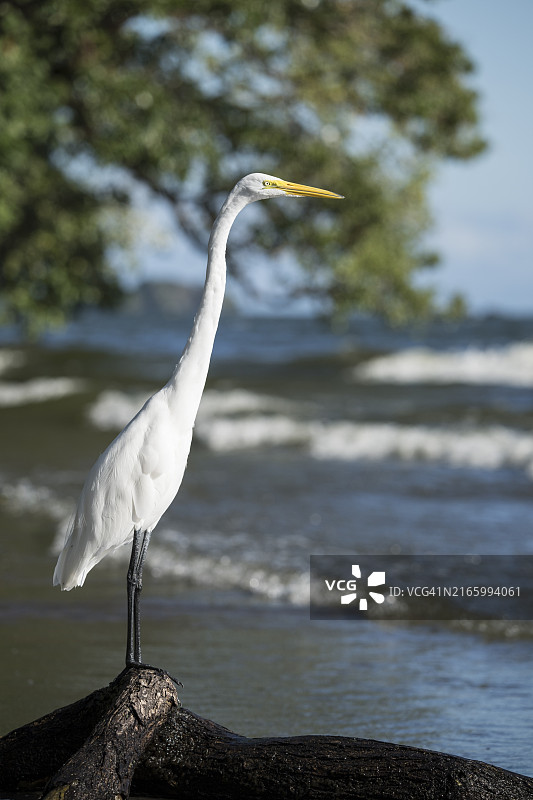 大白鹭(Ardea alba),尼加拉瓜里瓦斯省奥梅特佩岛圣费尔南多海滩,中美洲图片素材