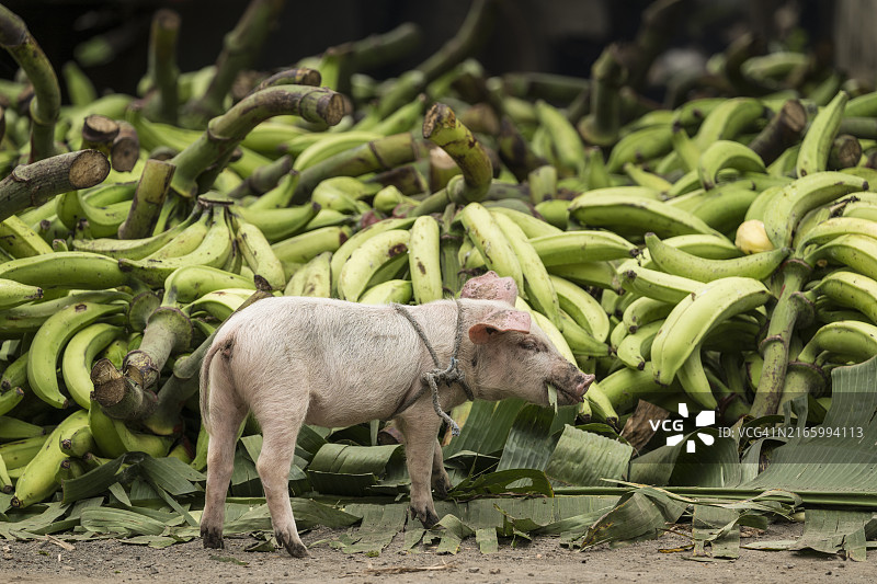 小猪，奥梅特佩岛，里瓦斯省，尼加拉瓜，中美洲图片素材