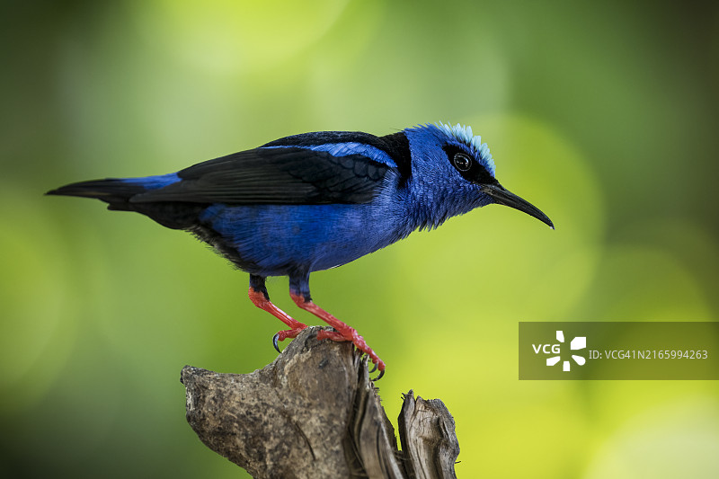 红腿旋蜜雀，哥斯达黎加萨拉皮基，中美洲图片素材