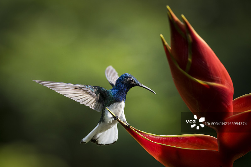 蜂鸟，哥斯达黎加，中美洲图片素材
