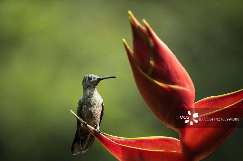 鳞胸蜂鸟哥斯达黎加低地雨林图片素材