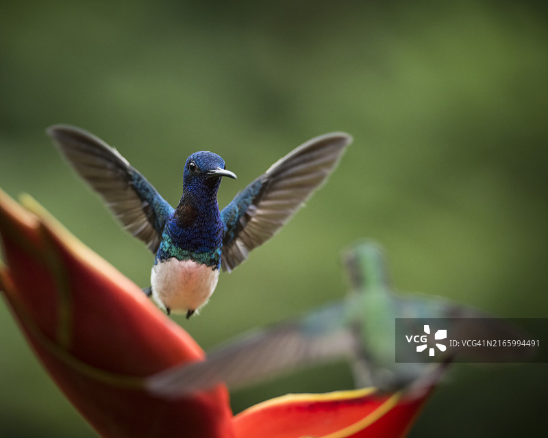 蜂鸟，哥斯达黎加，中美洲图片素材