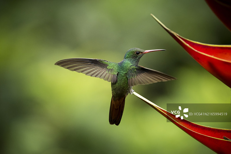 白颈蜂鸟，哥斯达黎加萨拉皮基低地雨林，中美洲图片素材