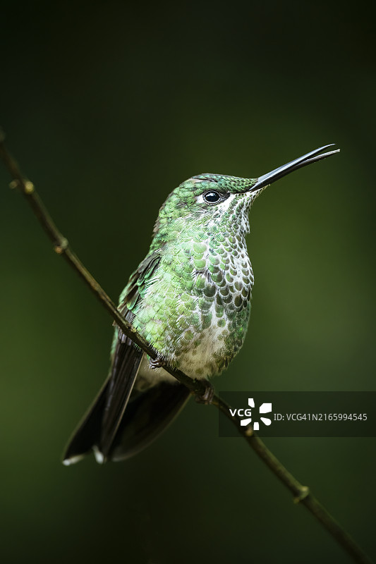 绿冠辉蜂鸟，低地雨林，哥斯达黎加萨拉皮基图片素材