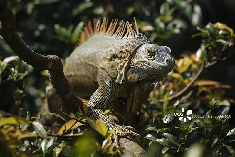 绿鬣蜥，阿拉胡埃拉省，哥斯达黎加，中美洲图片素材