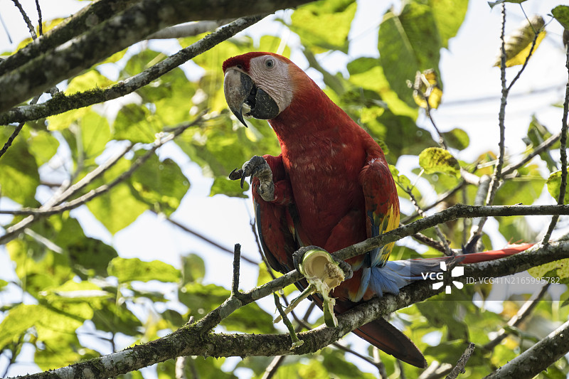 中美洲哥斯达黎加萨拉皮基的红色金刚鹦鹉图片素材