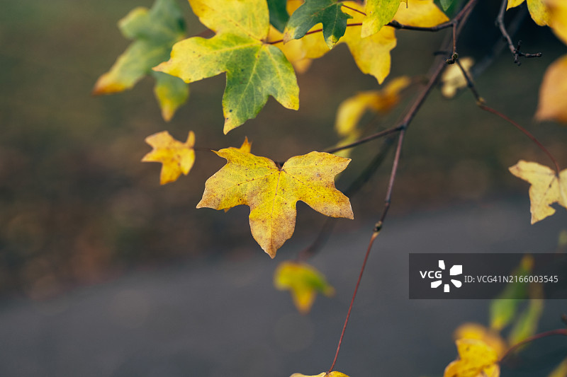 树枝上的黄色秋季枫叶图片素材