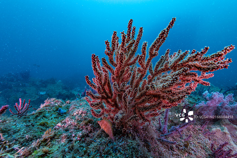 一条黄色的鹰鱼栖息在柳珊瑚底部图片素材