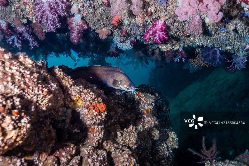 小洞穴中的须鼬鳚图片素材