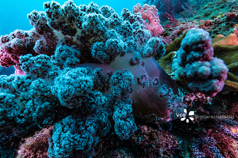 水下山丘上的紫色软珊瑚图片素材