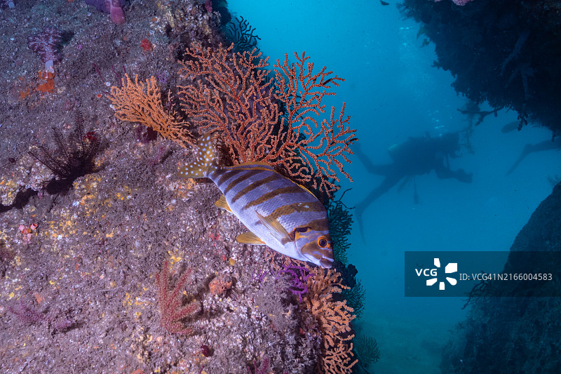 斑尾莫旺鱼与潜水员剪影图片素材