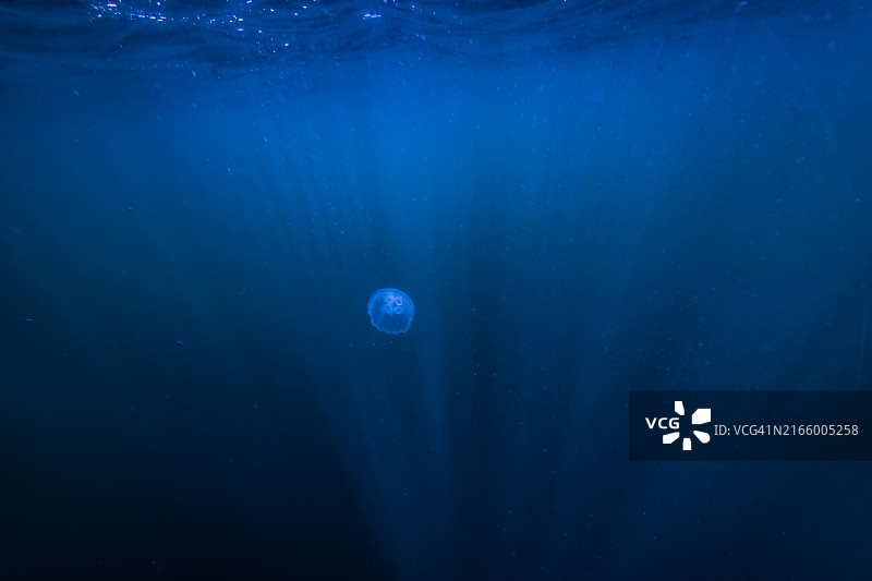 蓝色水母图片素材