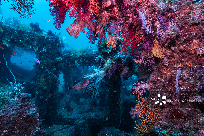 软珊瑚人工鱼礁内部图片素材