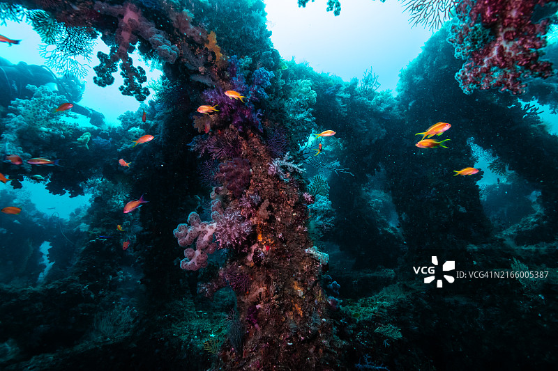 鱼类聚集的人工鱼礁柱图片素材