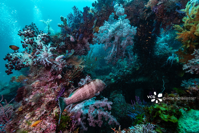 人工鱼礁上的蜂窝石斑鱼图片素材
