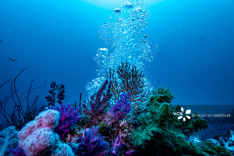 软珊瑚和透明气泡图片素材