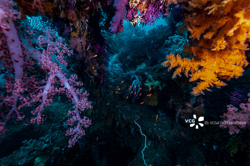 人工鱼礁内彩色软珊瑚图片素材