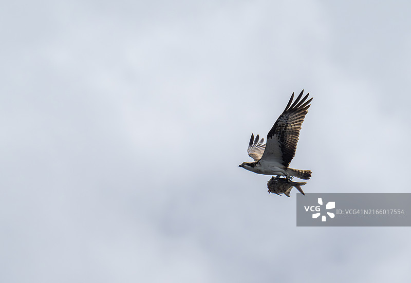 鱼鹰飞过英国湖区埃思韦特湖图片素材