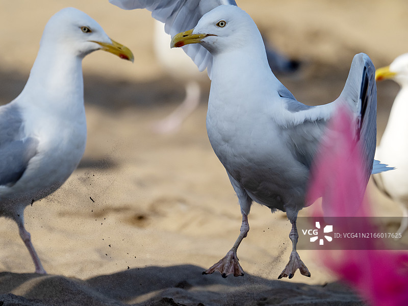 一只银鸥和垃圾在英国约克郡斯卡伯勒海滩上图片素材