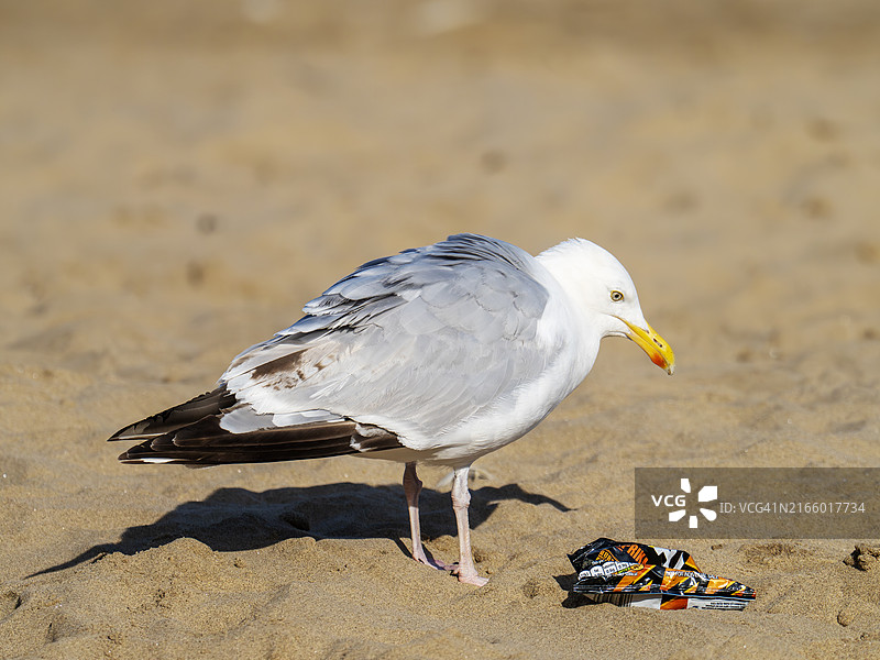 英国约克郡斯卡伯勒海滩上检查垃圾的银鸥图片素材
