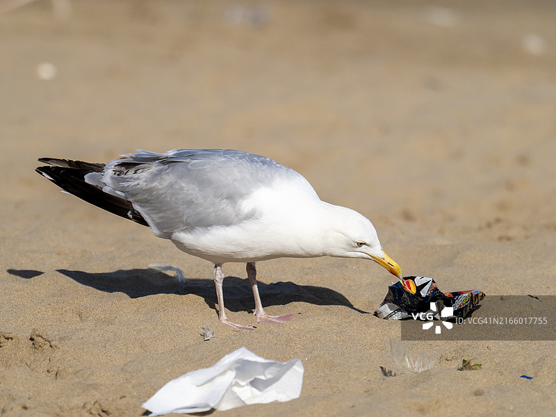英国约克郡斯卡伯勒海滩上检查垃圾的银鸥图片素材