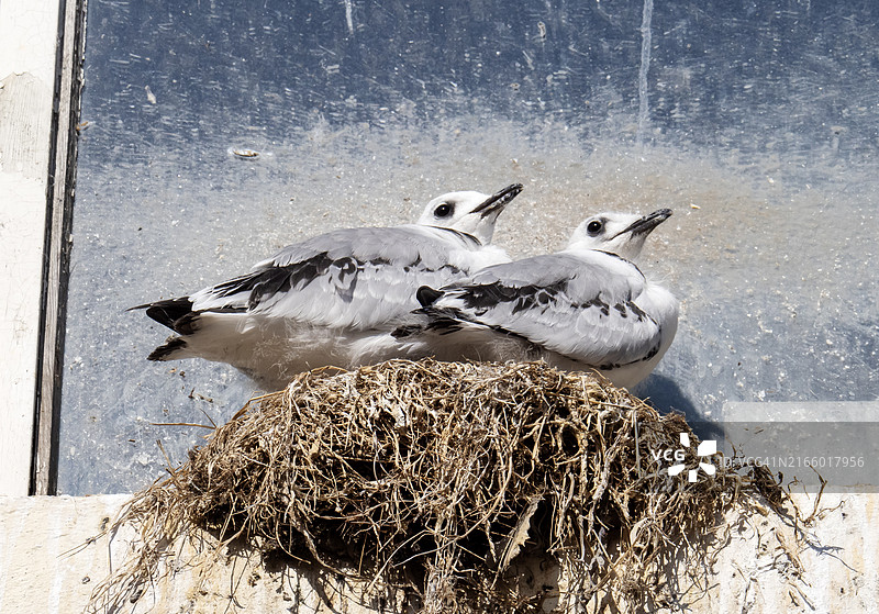 英国约克郡斯卡伯勒建筑物上繁殖的黑色三趾鸥图片素材