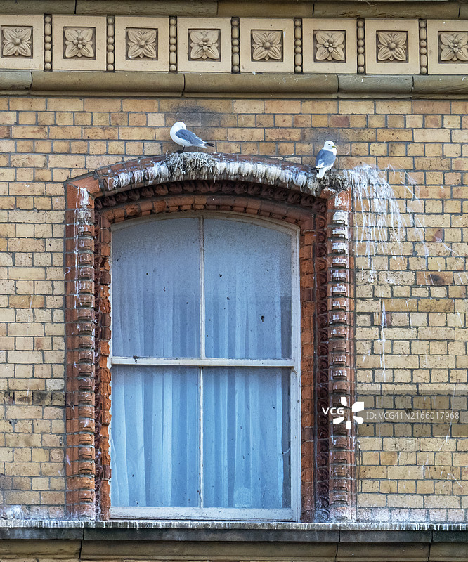 黑腿三趾鸥（英国约克郡）图片素材