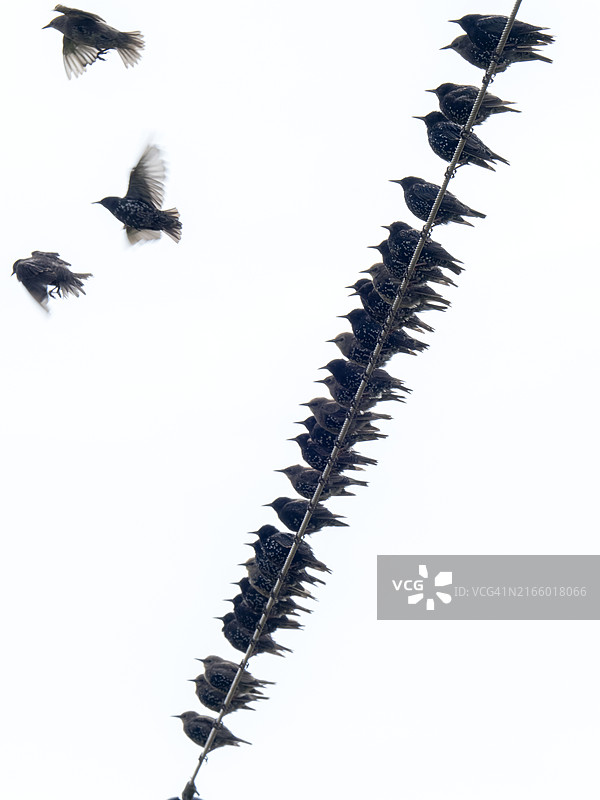 英国约克郡斯珀恩电线上的椋鸟群图片素材