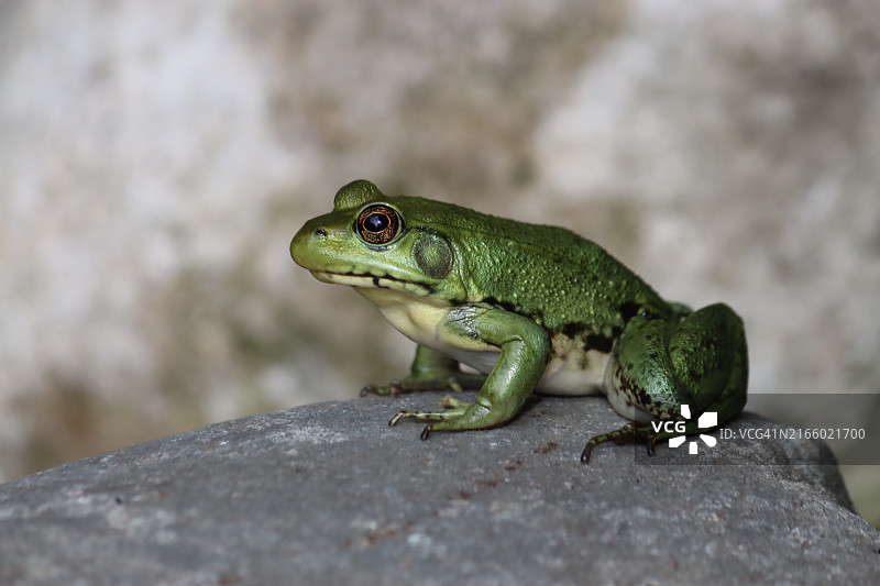 美丽的绿青蛙图片素材