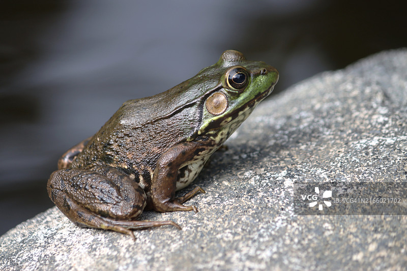 青蛙肖像侧视图图片素材