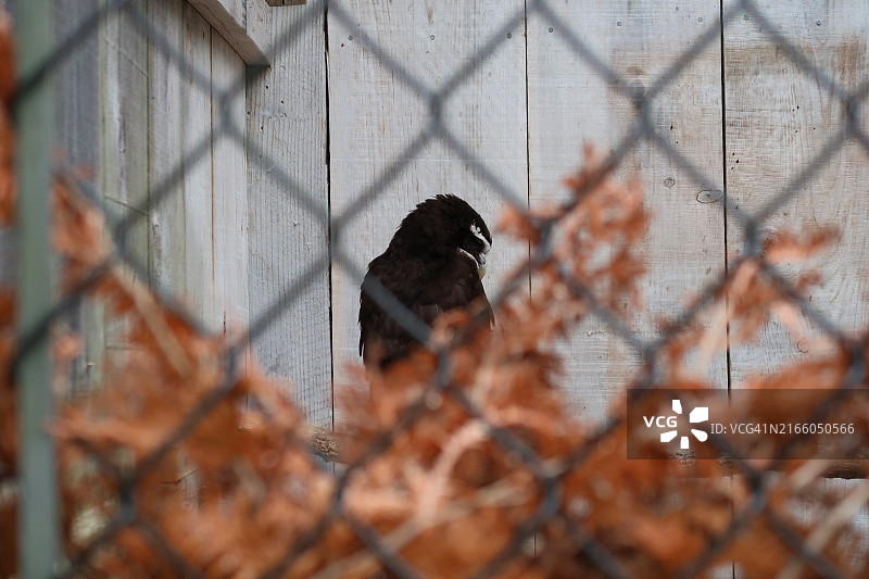 栖息在栅栏上的鸟的背影图片素材