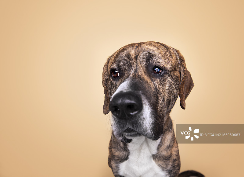 在棕色背景下隔离的斑纹獒犬的有趣特写图片素材