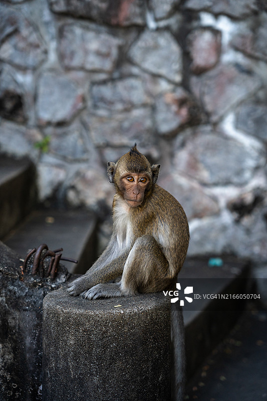 马德望的岩石上的猕猴肖像图片素材