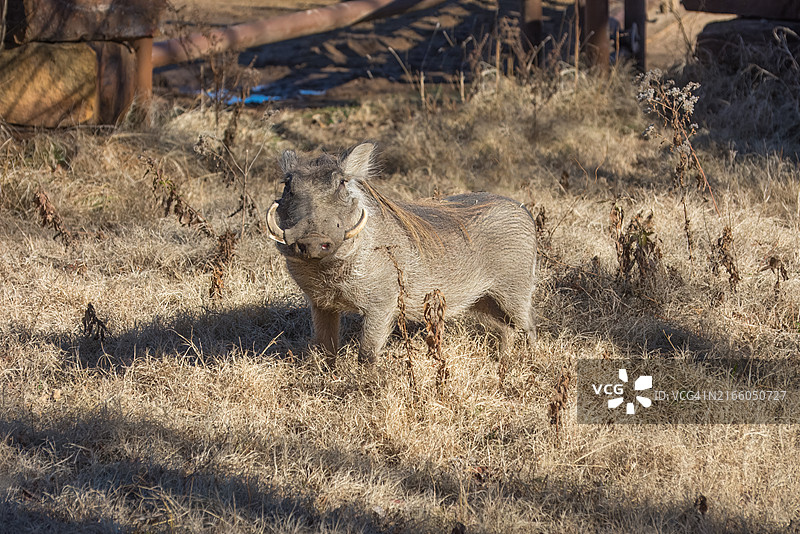 站在田野里的疣猪，俄克拉荷马州塔尔萨，美国图片素材