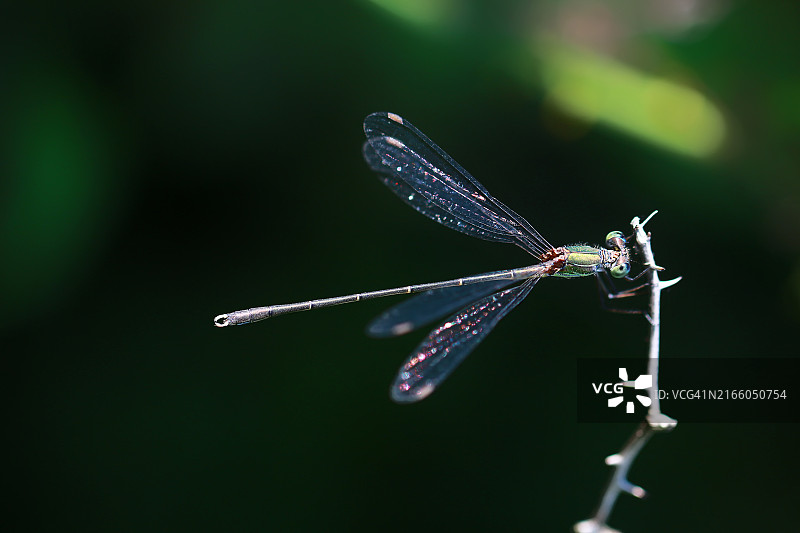 豆娘在叶子上的特写图片素材