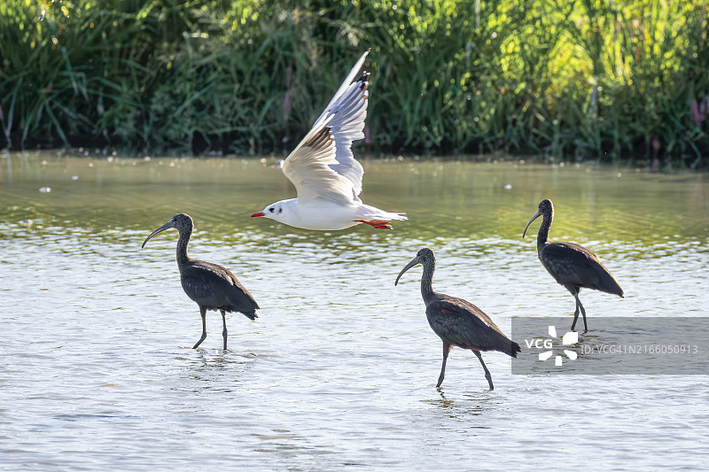 湖面上空的飞鸟图片素材