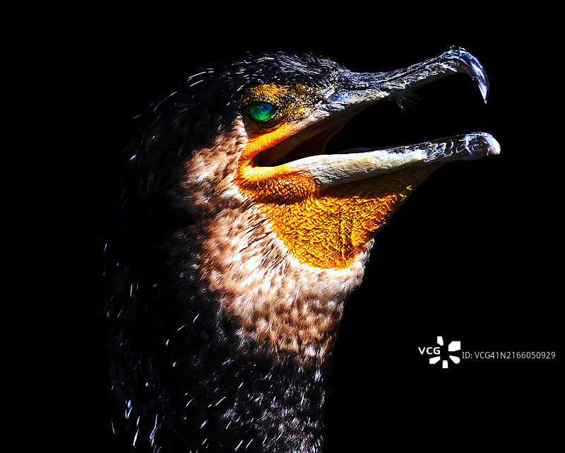 鸬鹚的黑色背景特写图片素材