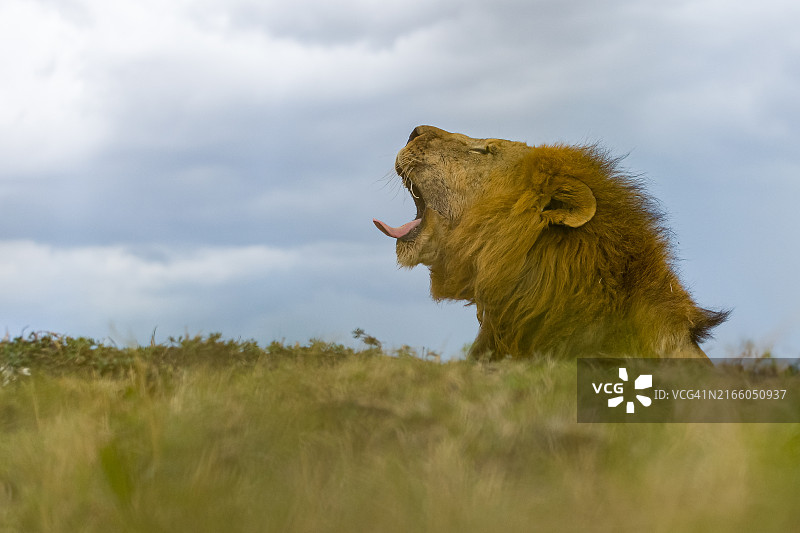 肯尼亚，多云天空下，狮子在草地上打哈欠的侧面图片素材