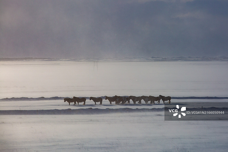 长焦镜头下的冰岛马群在雪地上行走图片素材