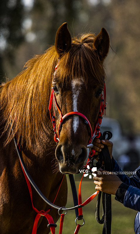 纯种马站在人旁边特写图片素材