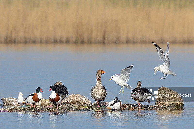 栖息在湖面上各种水鸟的特写图片素材
