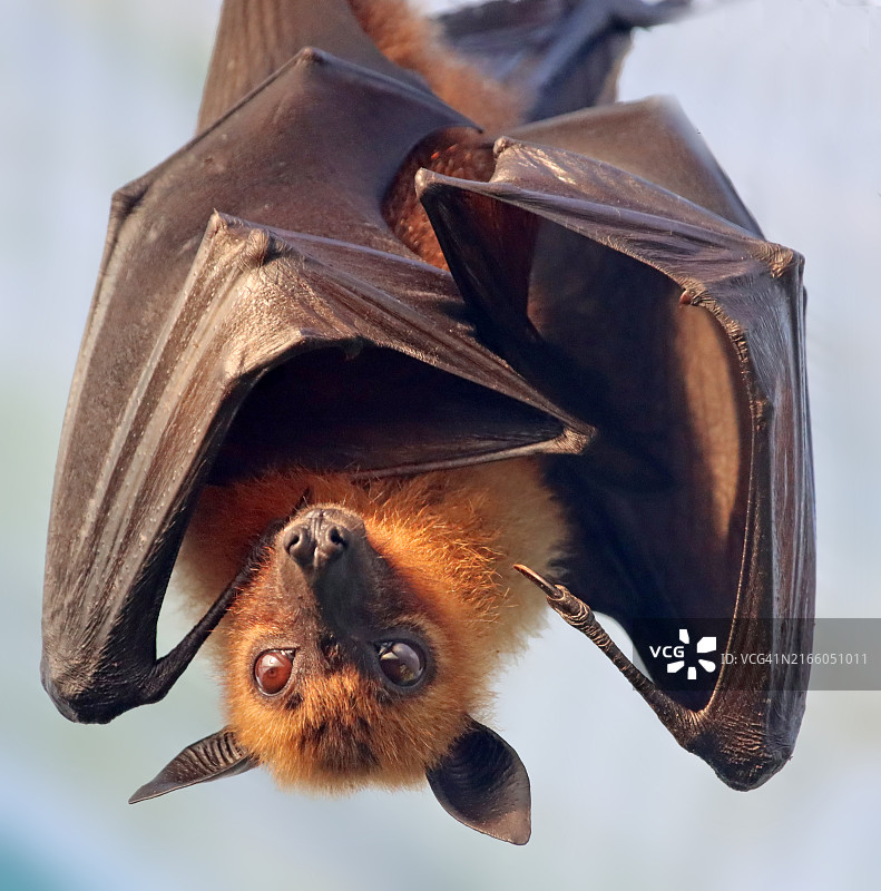 白色背景下悬挂的球棒特写图片素材