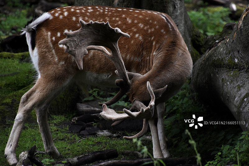 站在森林中的带角斑点鹿，丹麦北部地区奥尔堡图片素材