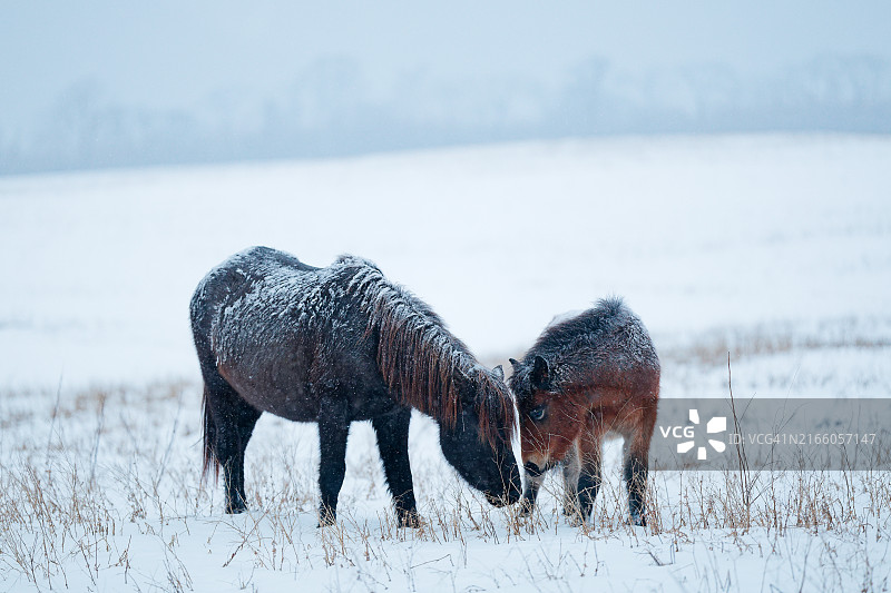 雪地上的两匹马图片素材