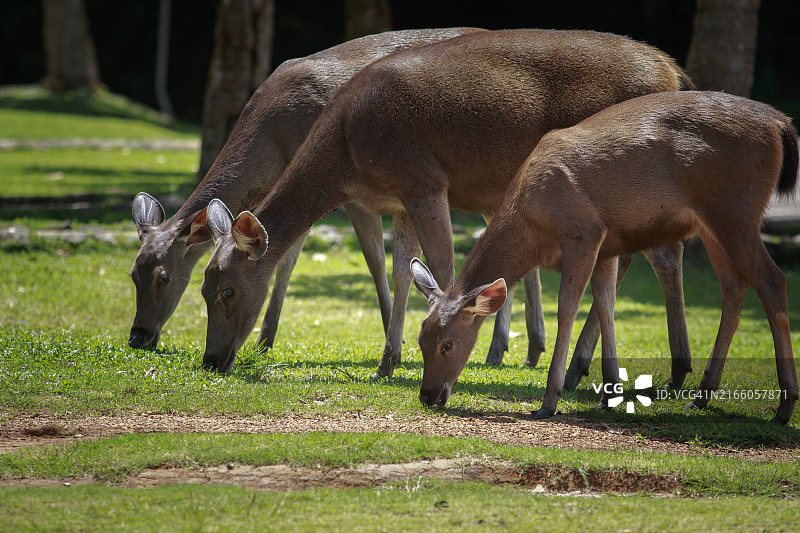 国家公园内的一群野生水鹿：最重要的自然保护区之一图片素材