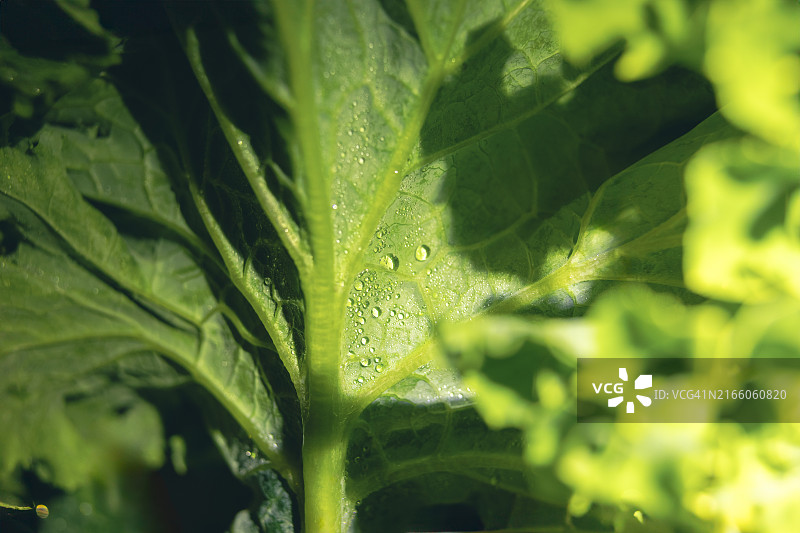 生羽衣甘蓝叶特写图片素材